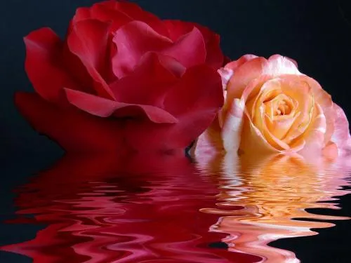 BioVegetalis: AGUA FLORAL DE ROSA DAMASCENA BIO BioVegetalis: AGUA FLORAL DE ROSA DAMASCENA BIO