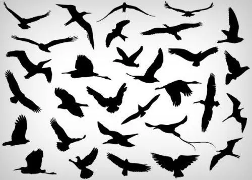 Bird Sillouhettes | Pizarra Granjas - Pajaros | Pinterest