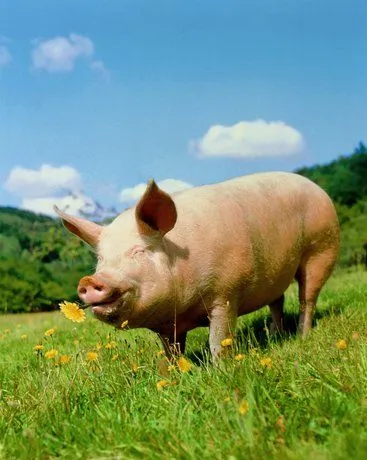Bitácora de los de 4º: El Cerdo de Calandrino Bitácora de los de 4º: El Cerdo de Calandrino
