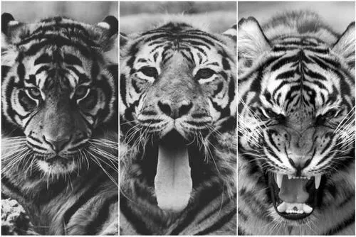 black and white background tumblr hipster | tigre | Pinterest ...