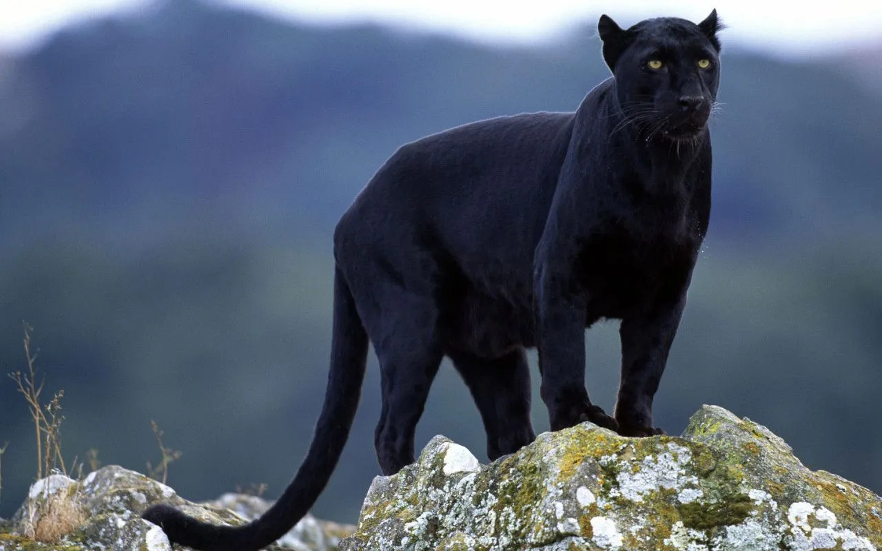 Black Panther - Animals Wallpaper (13128434) - Fanpop Black Panther - Animals Wallpaper (13128434) - Fanpop