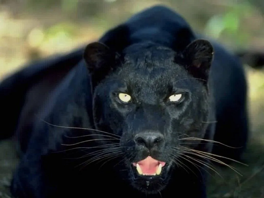 Black Panther - Animals Wallpaper (13128454) - Fanpop Black Panther - Animals Wallpaper (13128454) - Fanpop