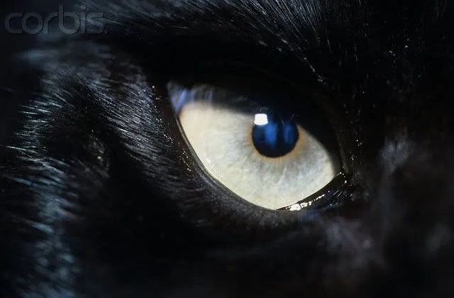 Black panther eye - Ojo de pantera negra | Olhos de felinos ...