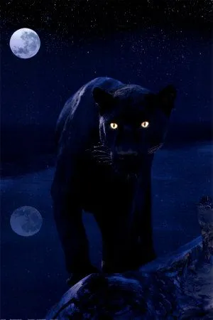 Black Panther in Moonlight Prints - AllPosters. Black Panther in Moonlight Prints - AllPosters.