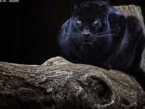 Black Panther-Pantera Negra(video tributo) - YouTube