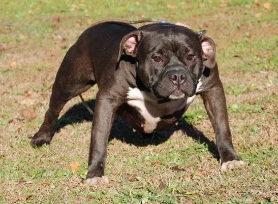 Blacky Razor's Edge Pitbull - Bully Pitbull Breeders : Gotti Line ... Blacky Razor's Edge Pitbull - Bully Pitbull Breeders : Gotti Line ...