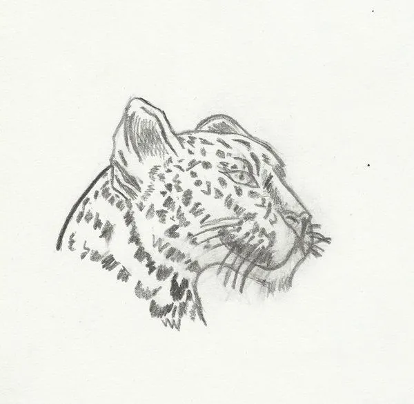 Dibujo de guepardo - Imagui
