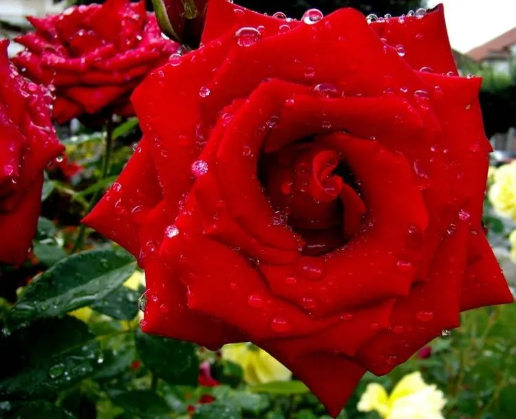 Blog da Anna: As rosas nascem em botões, desabrocham em flores ... Blog da Anna: As rosas nascem em botões, desabrocham em flores ...