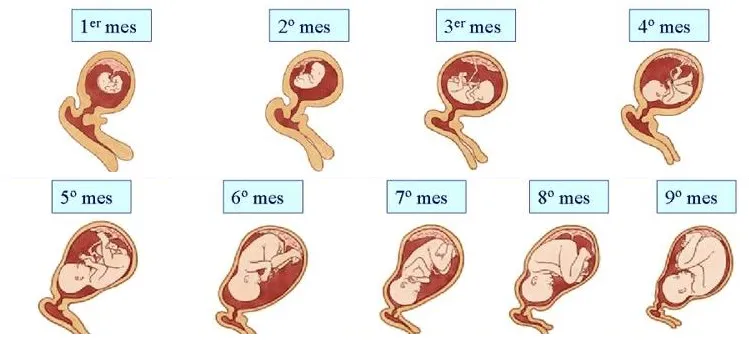 Blog de Biologia : Fecundacion, desarollo embrionario y parto