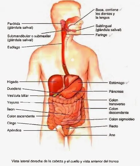 El sistema digestivo - Proceso de la digestión | Temas de estudio ...