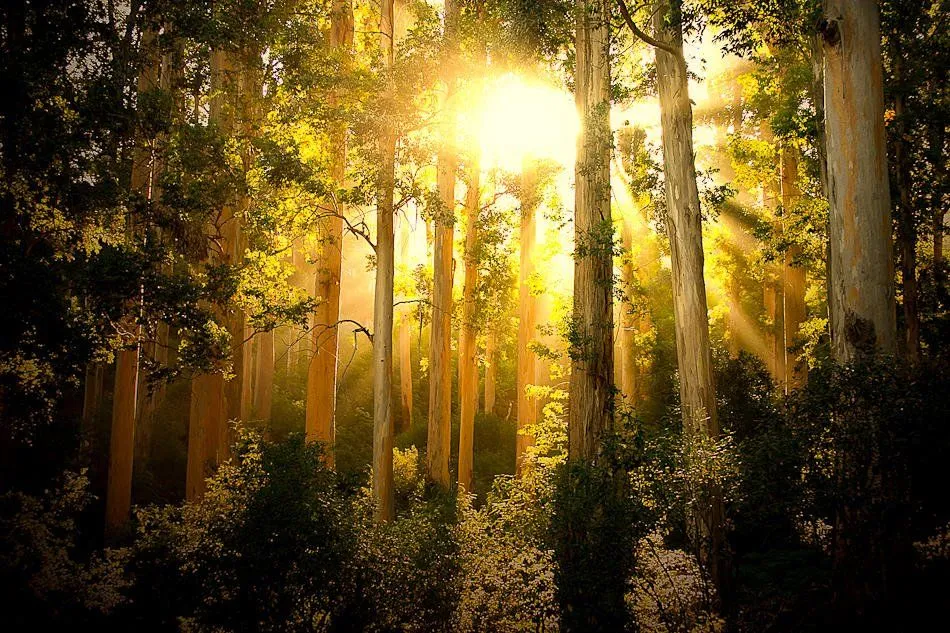 Blog de Bosque encantado | Mi Lucha Contra el Tabaco Blog de Bosque encantado | Mi Lucha Contra el Tabaco