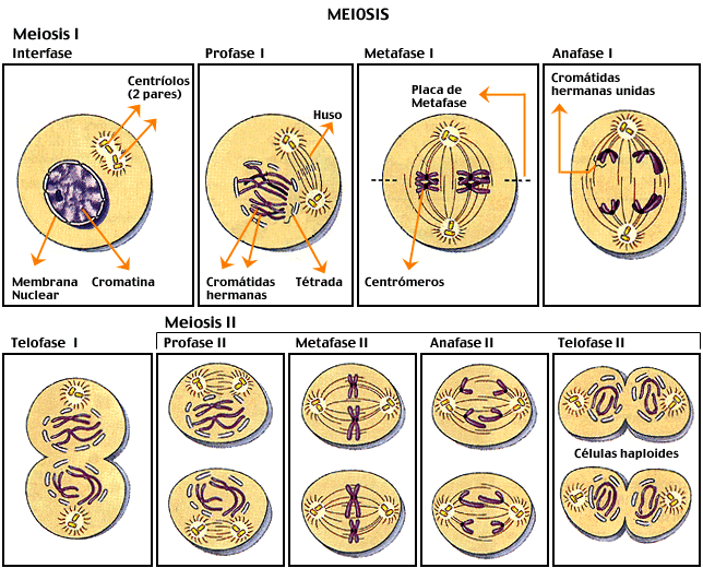 Dibujo de meiosis - Imagui