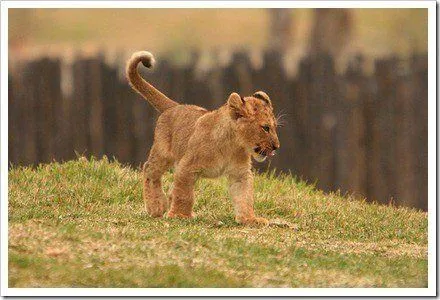 Blog de Fotografia » Post Topic » Las mejores fotos de Leones Blog de Fotografia » Post Topic » Las mejores fotos de Leones