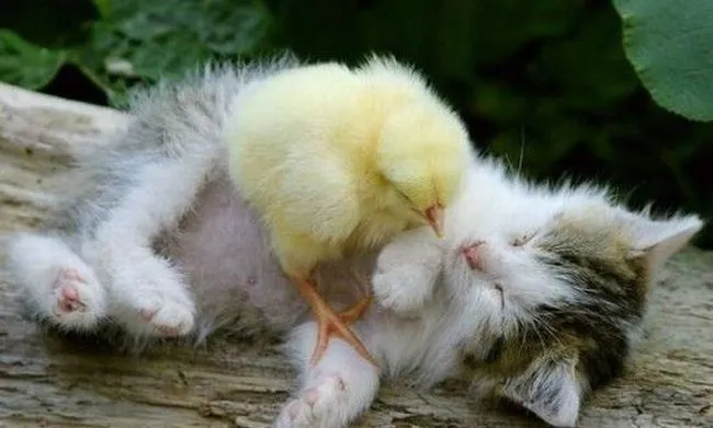 El blog de los gatitos: Especial de pollos y gatitos El blog de los gatitos: Especial de pollos y gatitos