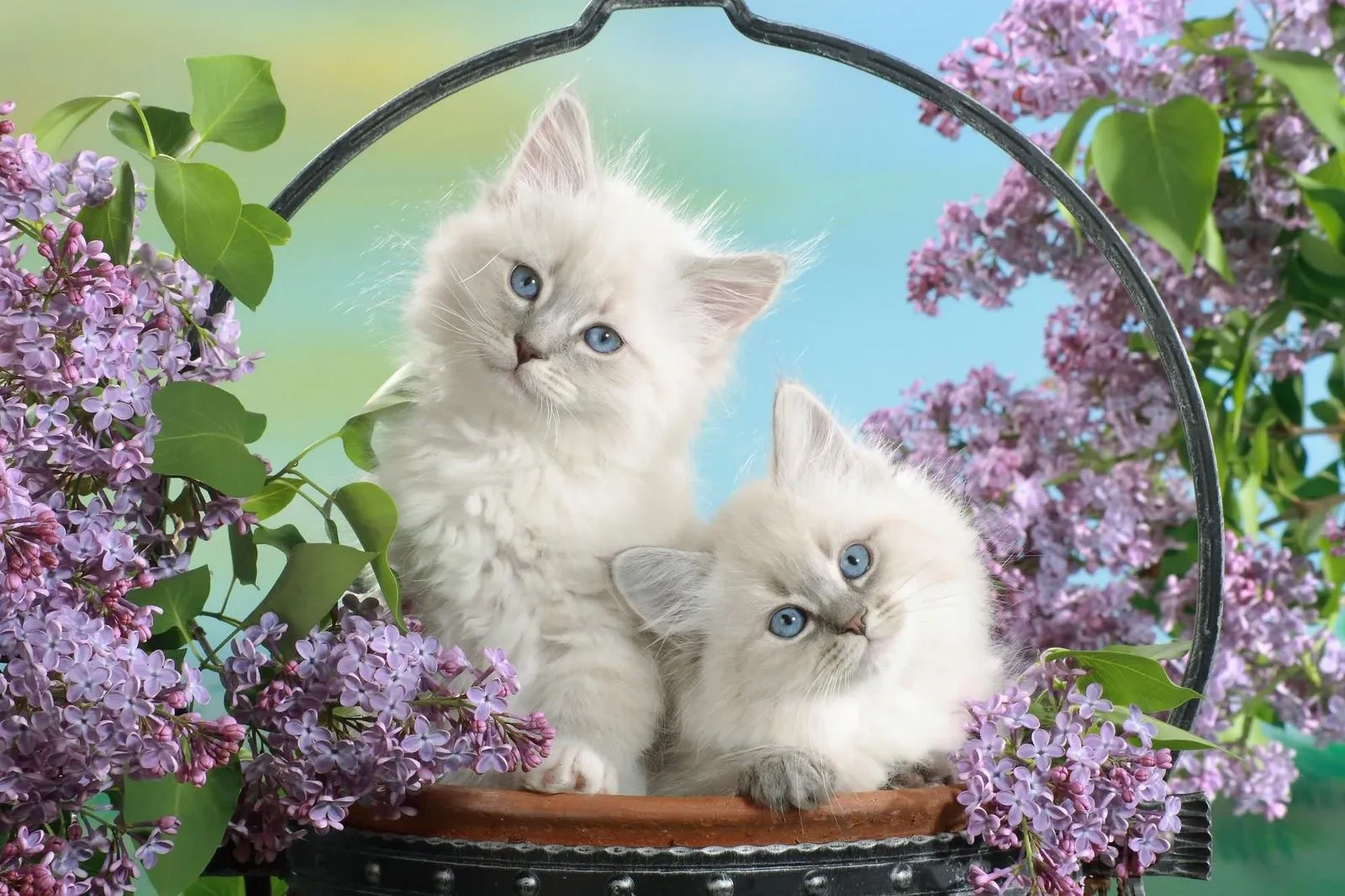 El blog de los gatitos: Gatitos rodeados de paraíso (N° 66) El blog de los gatitos: Gatitos rodeados de paraíso (N° 66)