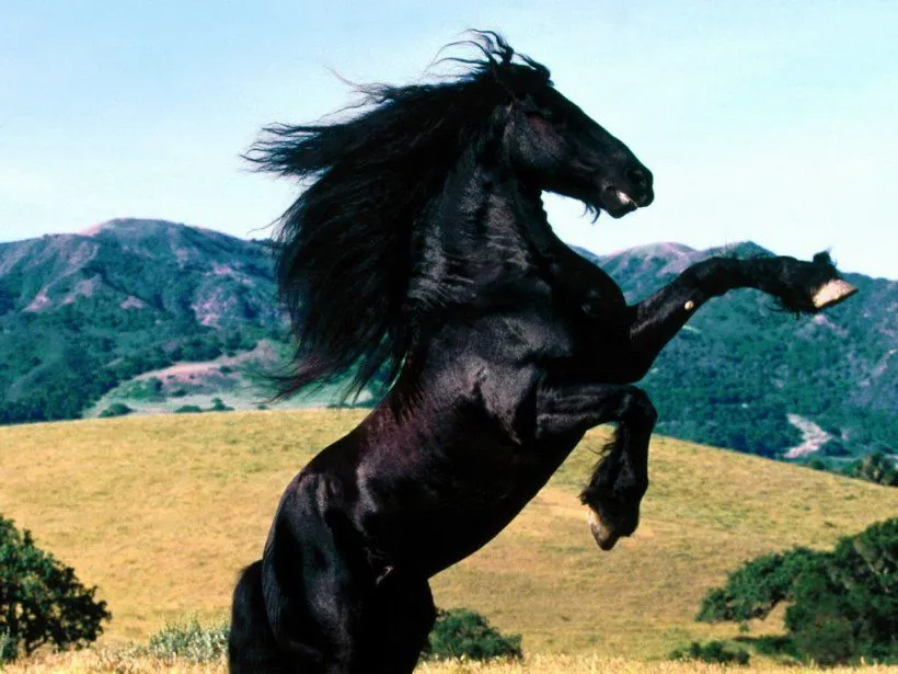 Blog de Jade: Mi animal favorito: el caballo