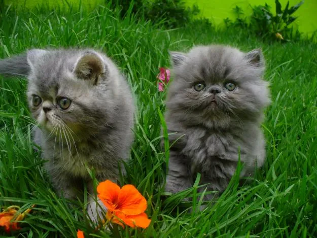 El blog de Lucía: Voy a tener un gatito persa