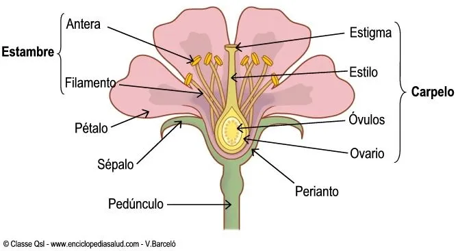 Los nombres de las partes de la flor - Imagui