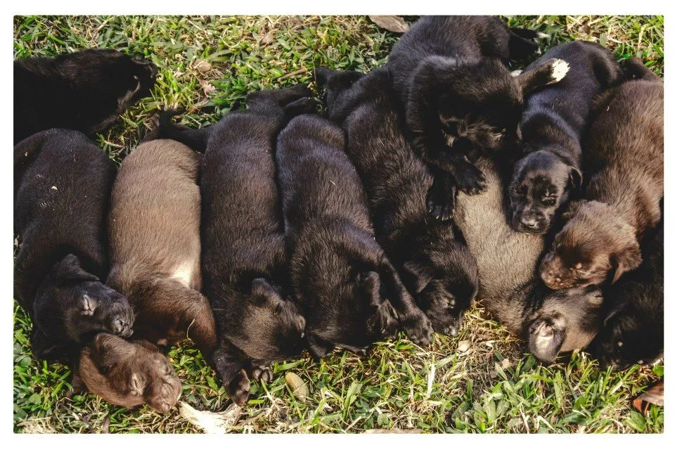 Blog de Perros Miniaturas: Adopción Cachorritos Marzo 2013-Buenos ...