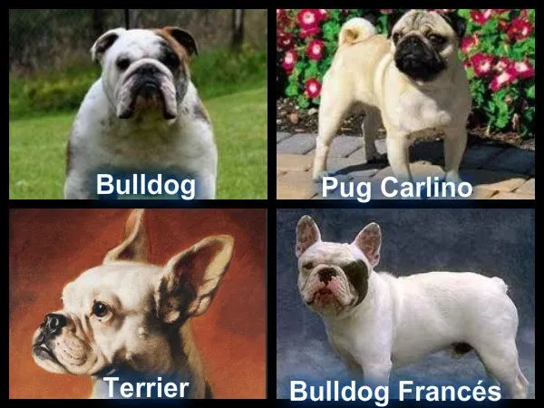 Blog de Perros Miniaturas: Bulldog Francés French Bulldog Frenchie