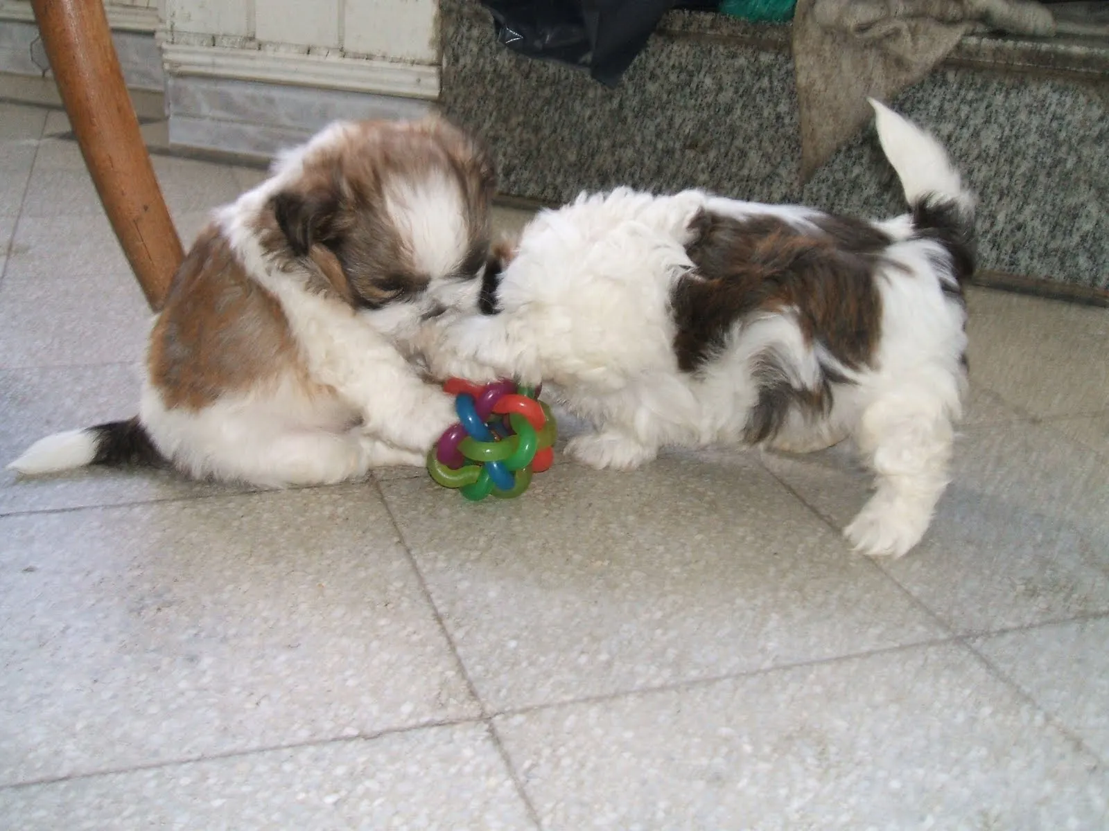 Blog de Perros Miniaturas: Cachorros Shih Tzu Blog de Perros Miniaturas: Cachorros Shih Tzu