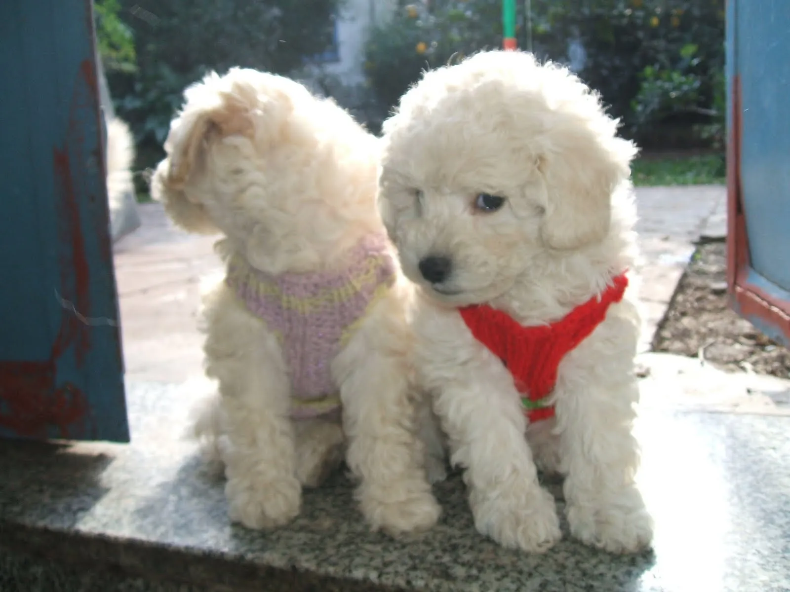 Blog de Perros Miniaturas: Cómo elegir Cachorros de Caniche/