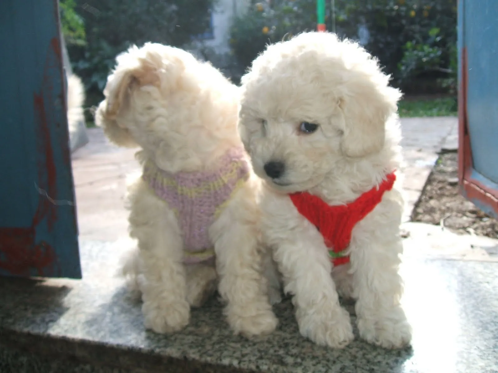 Blog de Perros Miniaturas: Cómo elegir Cachorros de Caniche/ Blog de Perros Miniaturas: Cómo elegir Cachorros de Caniche/