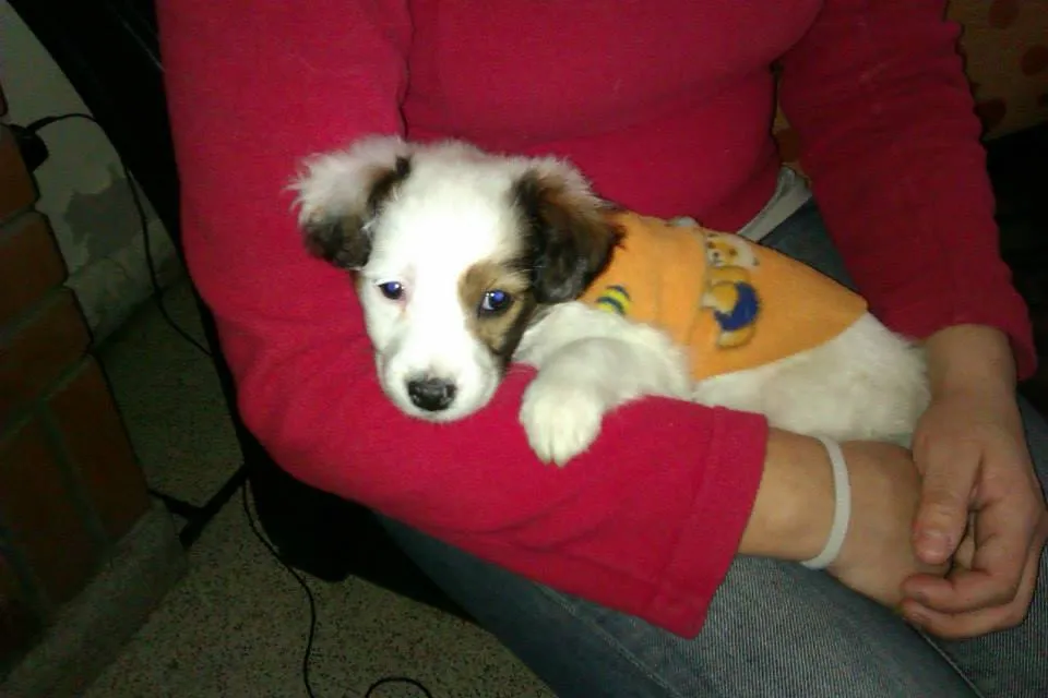 Blog de Perros Miniaturas: Perritos en Adopción Buenos Aires ...