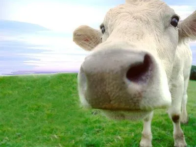 Blog de quinto del Colegio Niño Jesús de Praga de Vigo: Las vacas ... Blog de quinto del Colegio Niño Jesús de Praga de Vigo: Las vacas ...