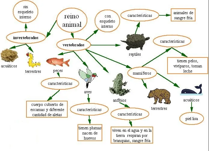 Animales invertebrados terrestres y acuaticos - Imagui