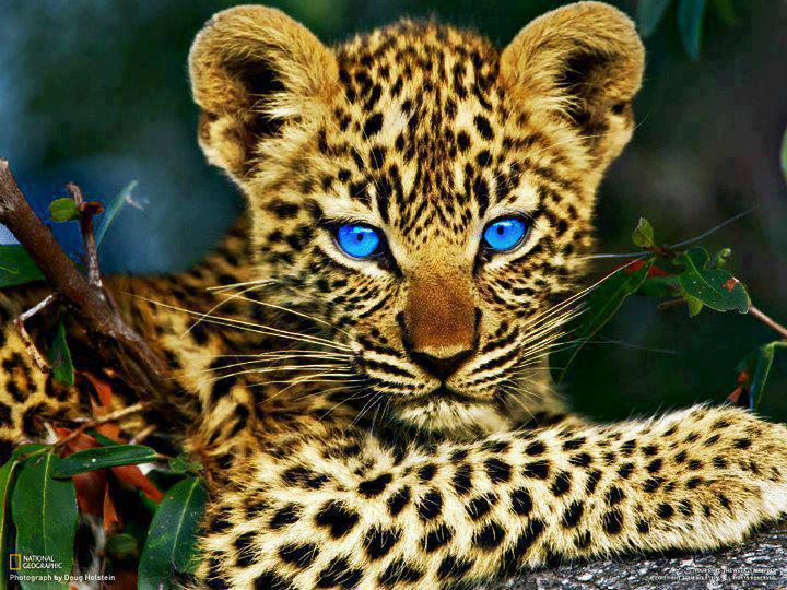 Caras de leopardos - Imagui
