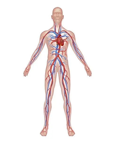 El Sistema Circulatorio Humano