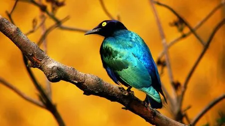 Blue Bird HD 1080p Full Shot - Birds & Animals Background ...