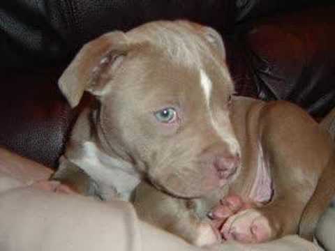 Blue Fawn pitbull puppy 4 sale - YouTube