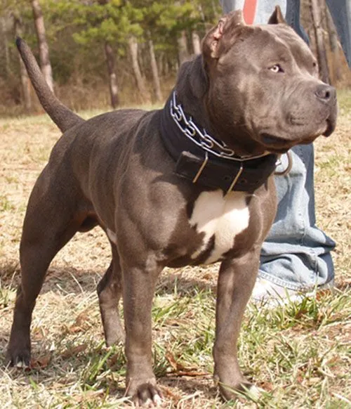 Blue Nose Pit Bull Studs