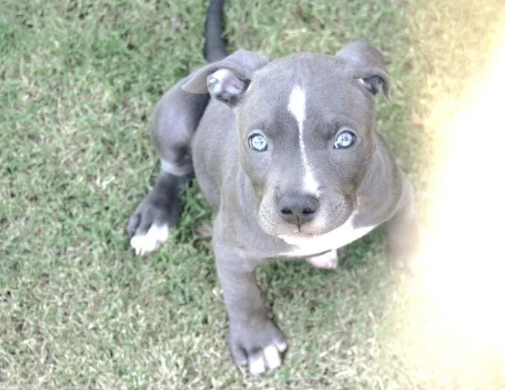 blue nose pitbull puppy | Pitbulls<3 | Pinterest | Pitbull, Puppys ...