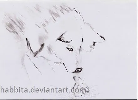 Boceto [Sketch] Lobo [Wolf] by Habbita on DeviantArt