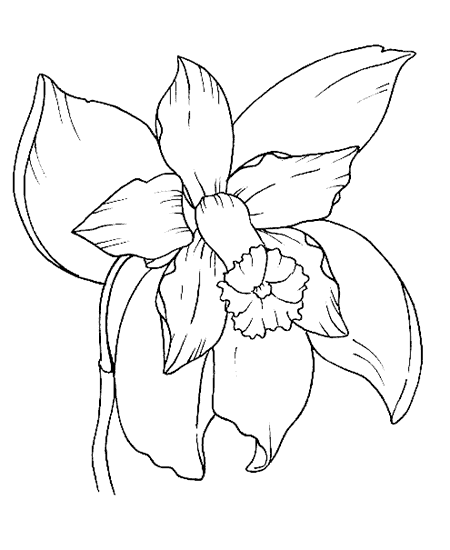 Dibujo de una orquidea para imprimir - Imagui