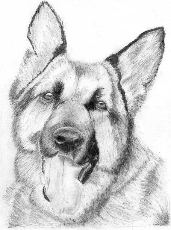Bocetos de perros a lapiz - Imagui