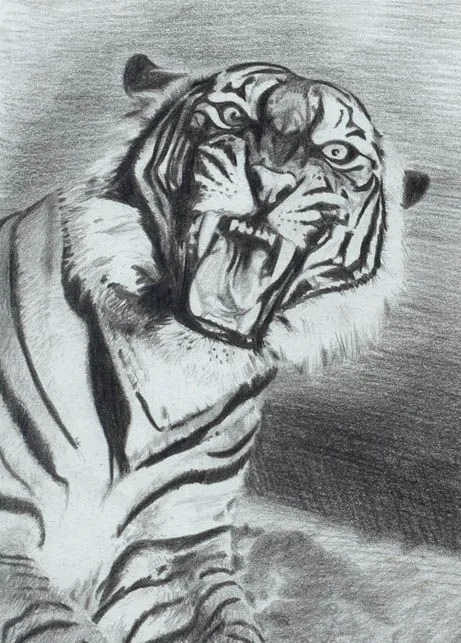 Tigres para dibujar a lapiz - Imagui