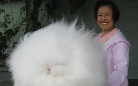 Bola de algodón' con un conejo en su interior (fotos)