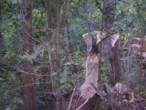 EL BOLSON :: BELENUS bosque de hadas y duendes - YouTube