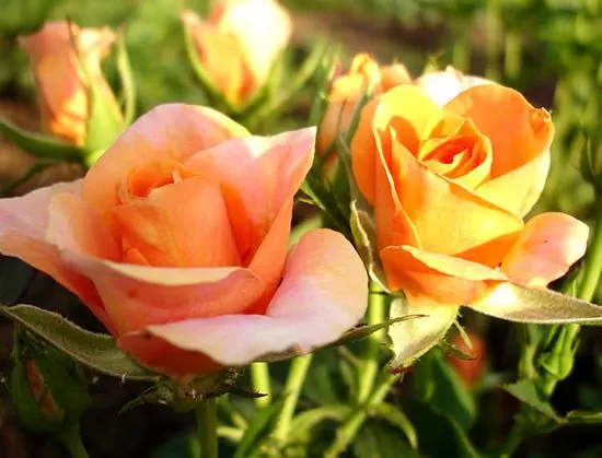Bonita foto de rosas en el campo imagen #3705
