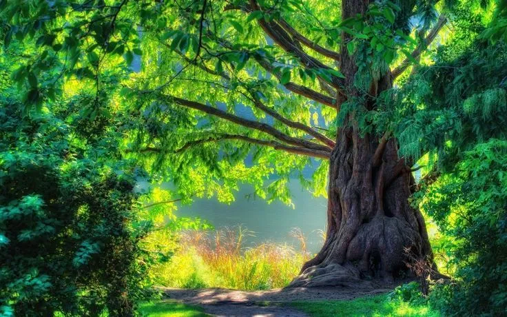 El bonito bosque | Naturaleza | Pinterest