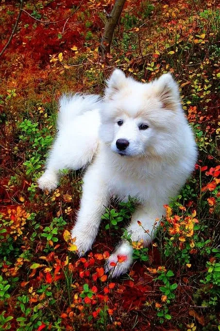Bonito perro color blanco descansando en el bosque | butterfly ...
