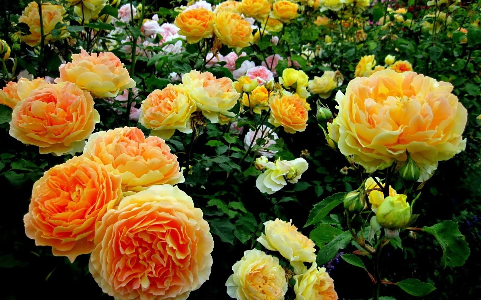 Bonitos Wallpapers en HD para disfrutar | My Pictures World Bonitos Wallpapers en HD para disfrutar | My Pictures World