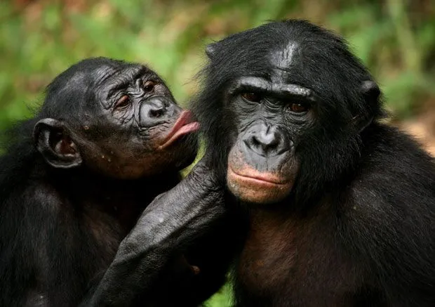 Bonobos besándose | Animales en Video
