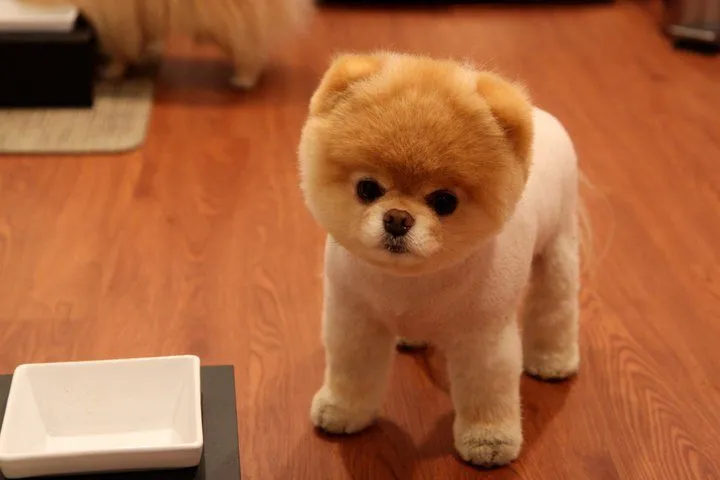 Boo el lindo cachorro famoso de Facebook | Cosas Curiosas Boo el lindo cachorro famoso de Facebook | Cosas Curiosas
