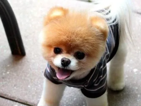 Boo, el perro más lindo del mundo | soychile.cl