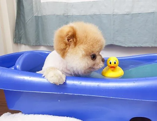 Boo: The Life of the World's Cutest Dog Photos - ABC News